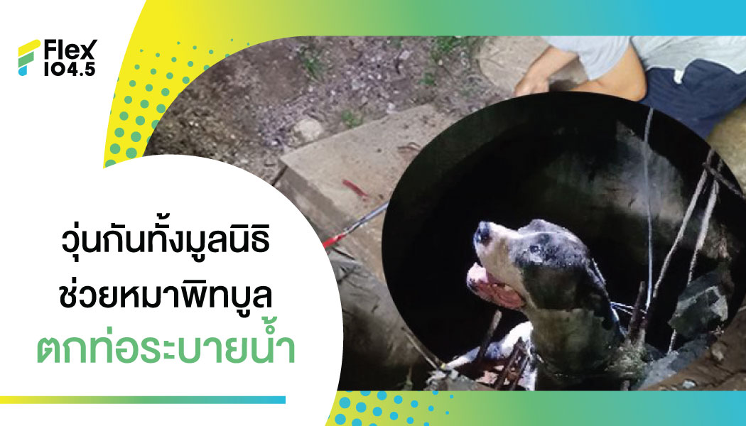ซนขนาดไหน หายไปอยู่ในท่อขนาดนี้! เจ้าหมาพิทบูล หายจากบ้าน 7 วัน กู้ภัยเจอตกอยู่ในท่อระบายน้ำ
