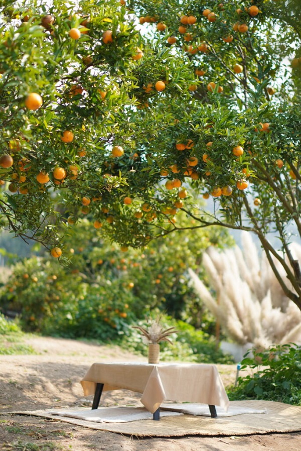 สวนส้มจินจู